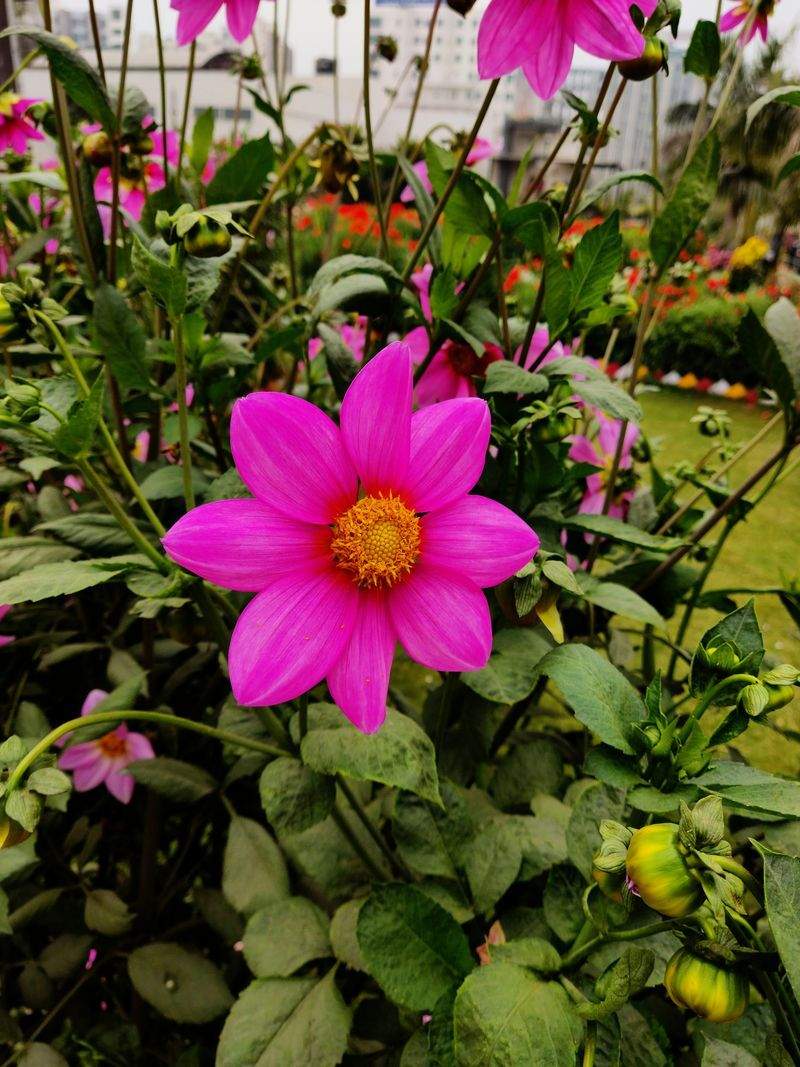 How Mulching Supports a Healthier Garden