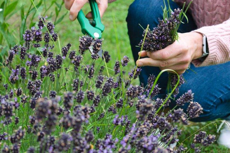 Garden design and planning